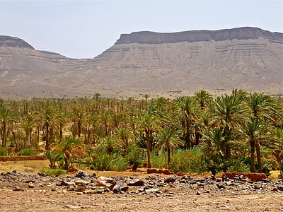 Palm grove, Maroko, maastik, Aafrika, marroc, loodus