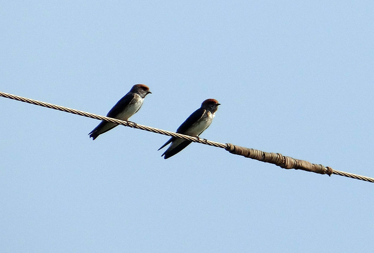 indiano cliff swallow, uccello, Inghiottire, fluvicola Hirundo, Arroccato