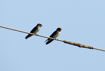 indian cliff swallow, bird, swallow, hirundo fluvicola, perched