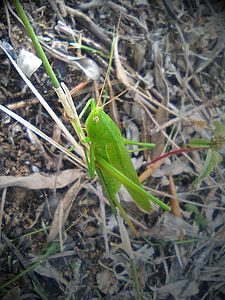 grasshopper, green, insect, arthropod, character
