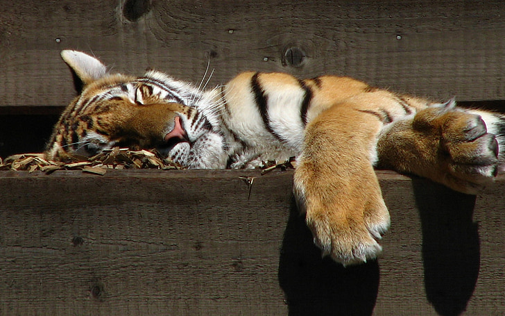 tiger, sleeping, zoo, predator, big cat, wildlife, nature