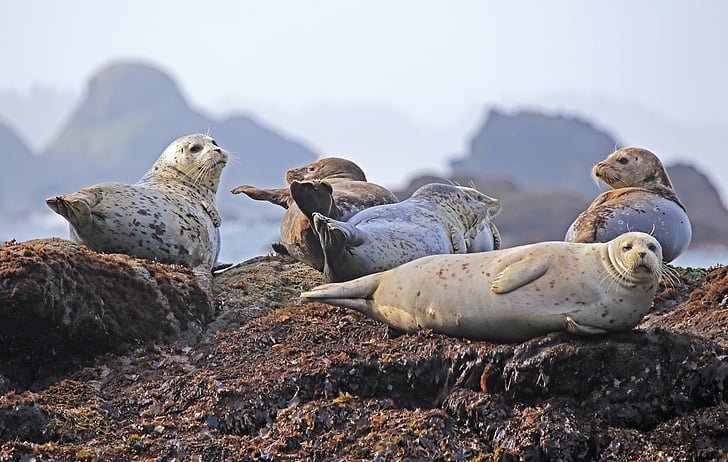 seals, resting, rock, ocean, wildlife, water, mammal