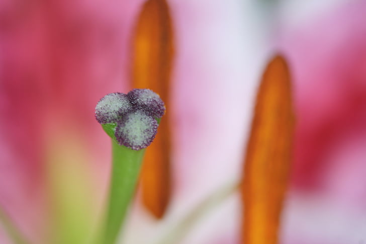 Lily, fruchststempel, makro