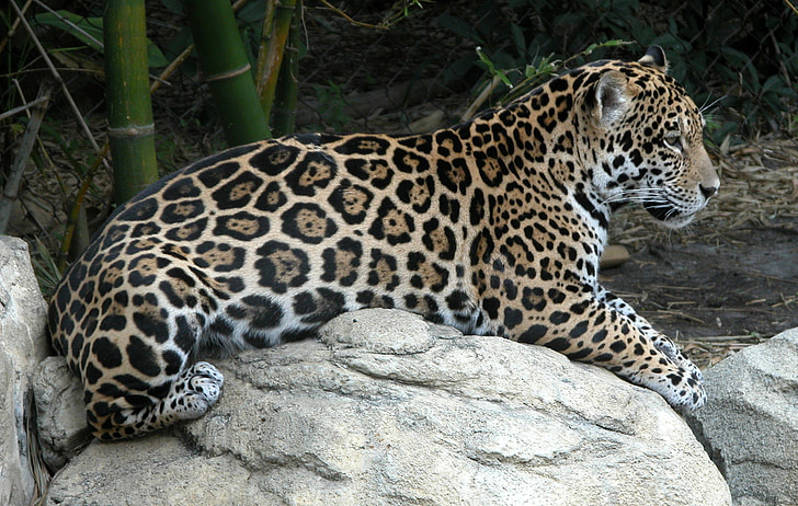 Jaguar, κηλίδες, ζούγκλα, άγρια, ζώο, μοτίβο, γούνα