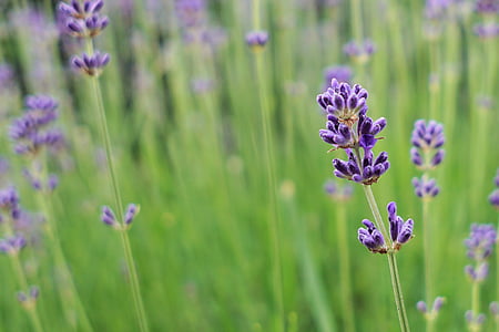 lavender, flower, blossom, bloom, plant, violet, purple