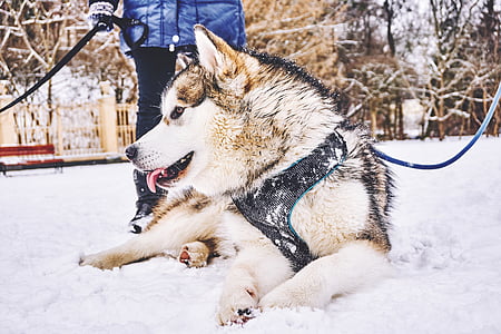 animal, canine, cold, dog, pet, snow, winter