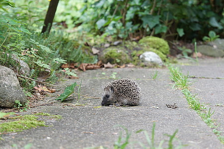 grass, garden, hedgehog, young animal, little hedgehog