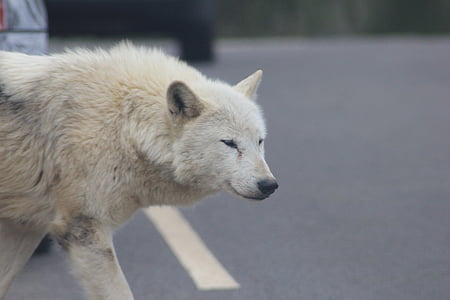 Wolf, krydse vejen, Street