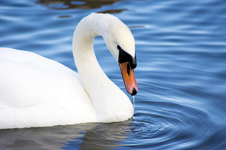 Swan, Nærbilde, dyreliv, vann, natur, hvit, fuglen