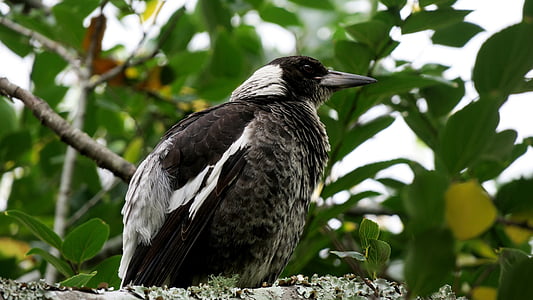 oiseau, Magpie, Australie