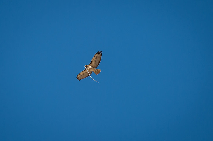rdeča - tailed hawk, ki plujejo pod, kača, hrane, ptica, Predator, Raptor