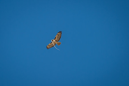 red-tailed hawk, flying, snake, food, bird, predator, raptor