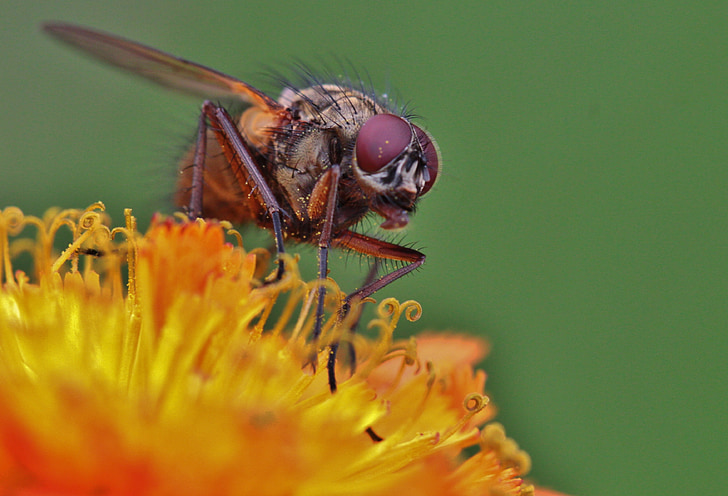 fly, compound eyes, fly macro, insect, insect macro, animal, close