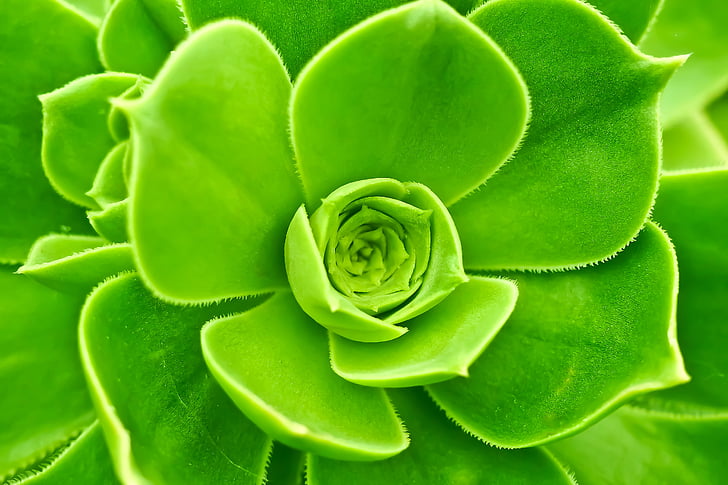 wurz, houseleek, turmeric plant, ordinary house turmeric, sempervivum, pointed, succulent plant