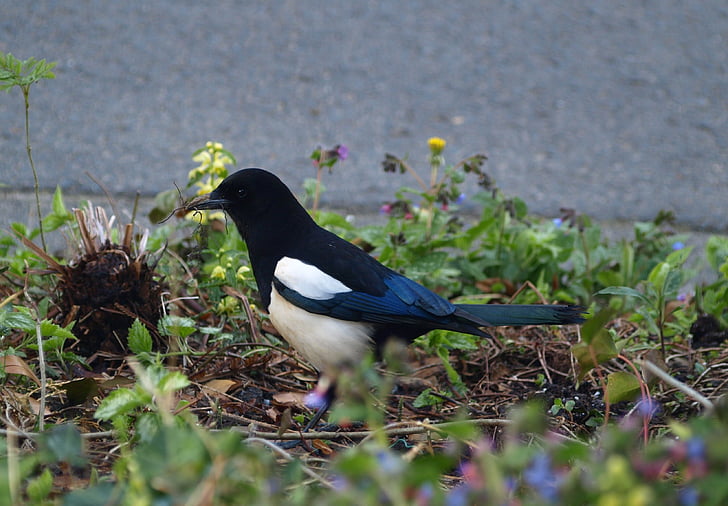 Elster, pájaro, Raven ave, blanco y negro, construir un nido, naturaleza, flora y fauna