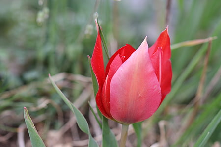 tulipán, zöld, piros, virág, kert, növény, virágok