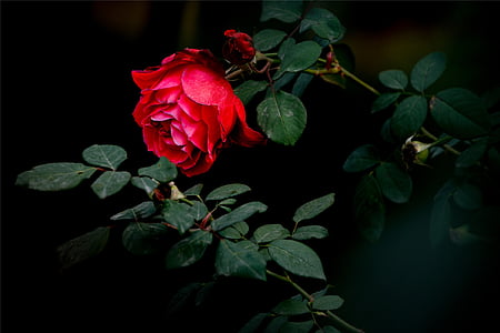 ruže, červená, tmavé, červené okvetné lístky