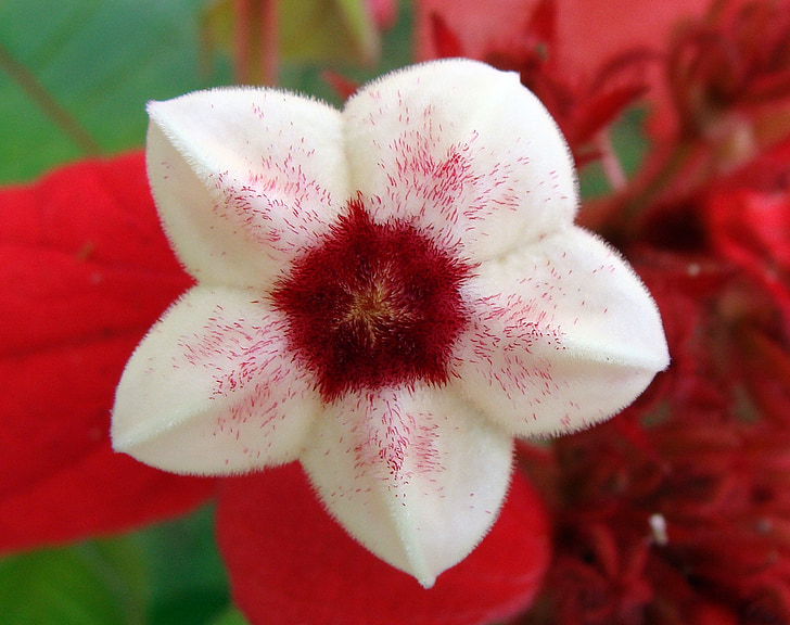mussaenda, red, stamen, scarlet, flower, flowers, india
