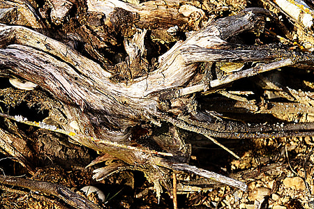 madera, naturaleza, madera seca, Fondo, paletas, madera muerta, raíz