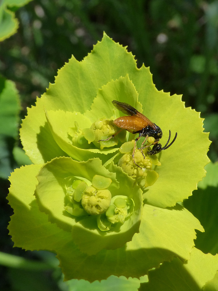 insect, valse bee, libar, bloem, detail