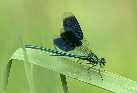 Dragonfly, läikiv, putukate, Sulgege, Wing-sile, lehed, läbipaistev