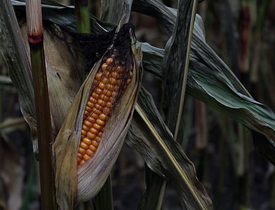 kukurūza, Corn par vālīšu, lauks, kukurūzas laukā, atstāj, sausais, nokaltuši