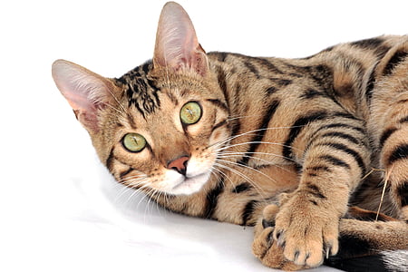 кошка, Бенгалия, домашнее животное, котенок, порода, бенгальский, бенгальский котенок