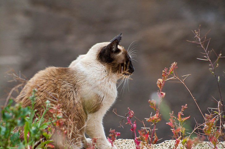 katten, fauna, dyr, Wild, innenlands cat, pattedyr, søt