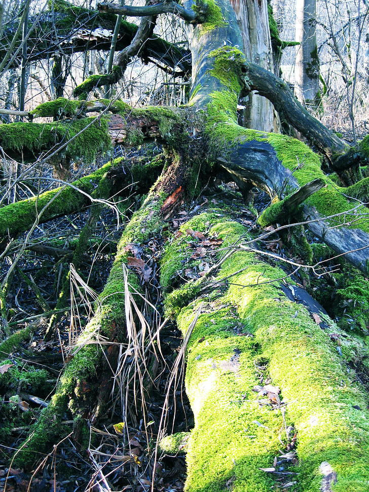naturaleza, Moss, árbol, verde, bosque, registro, paisaje