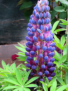 lupine, lupinus, blue flower, legume, power, nature, plant