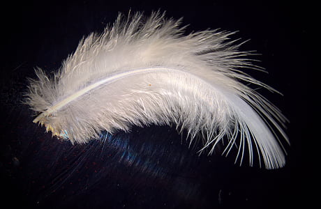 spring, bird feather, down feather, white, tender, slightly, fine gloves