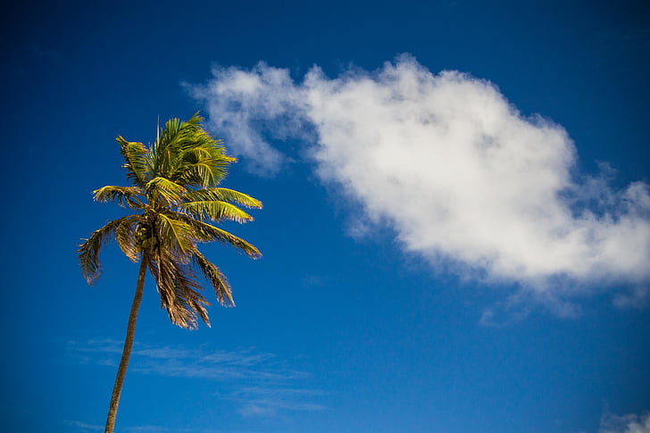 beach, cloud, holiday, palm, sky, vacation, royalty  images