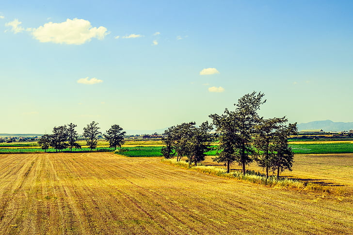 landscape, rural, countryside, field, trees, agriculture, spring