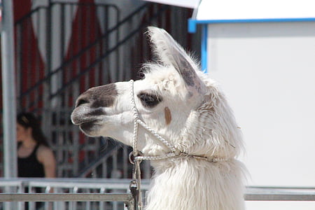 camello, Circo, Parque zoológico, animal desierto