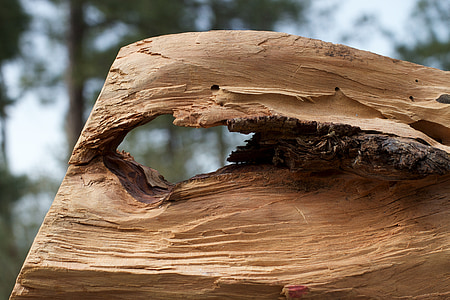 ξύλο, τρύπα, ξεπερασμένο, μασίφ ξύλο, ξύλο - υλικό, φύση, δέντρο