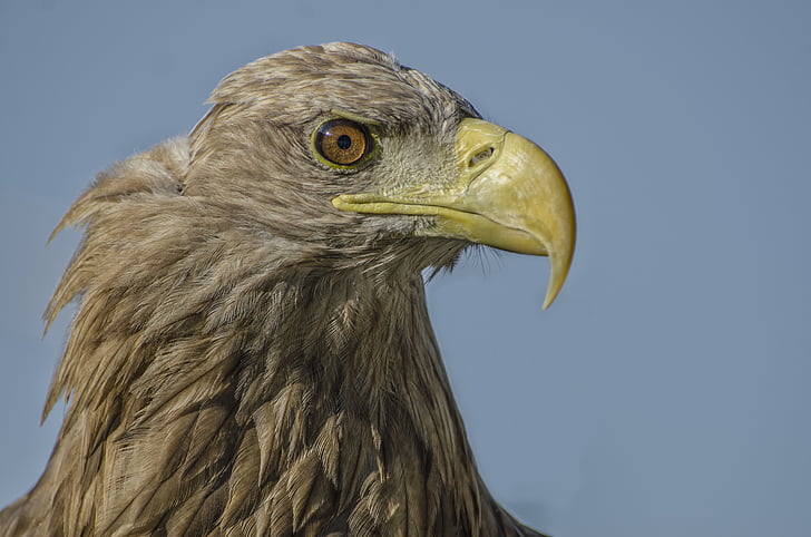 Adler, động vật hoang dã, con chim, động vật, động vật chân dung, một trong những động vật, mỏ
