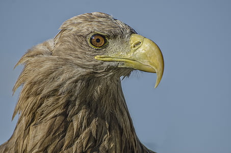 Adler, vida selvagem, pássaro, animal, retrato animal, um animal, bico