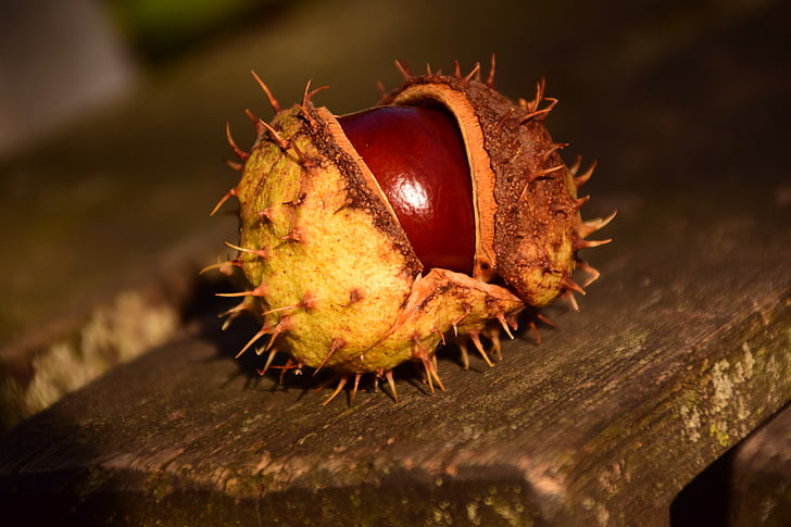 chestnut, buckeye, ordinary rosskastanie, autumn, brown, common rosskastanie, horse chestnut