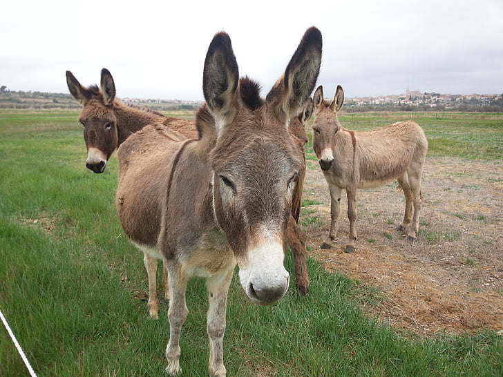 donkeys, pre, field