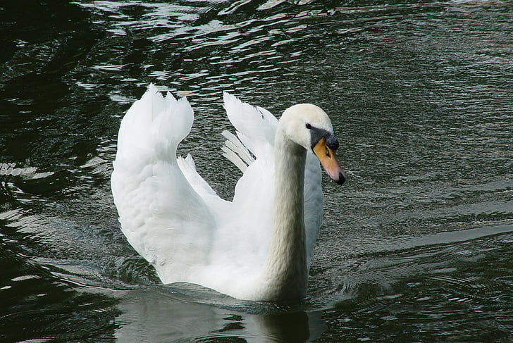 swan, bird, white, park, water, pond, beautiful
