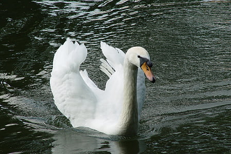 Swan, pasăre, alb, Parcul, apa, iaz, frumos