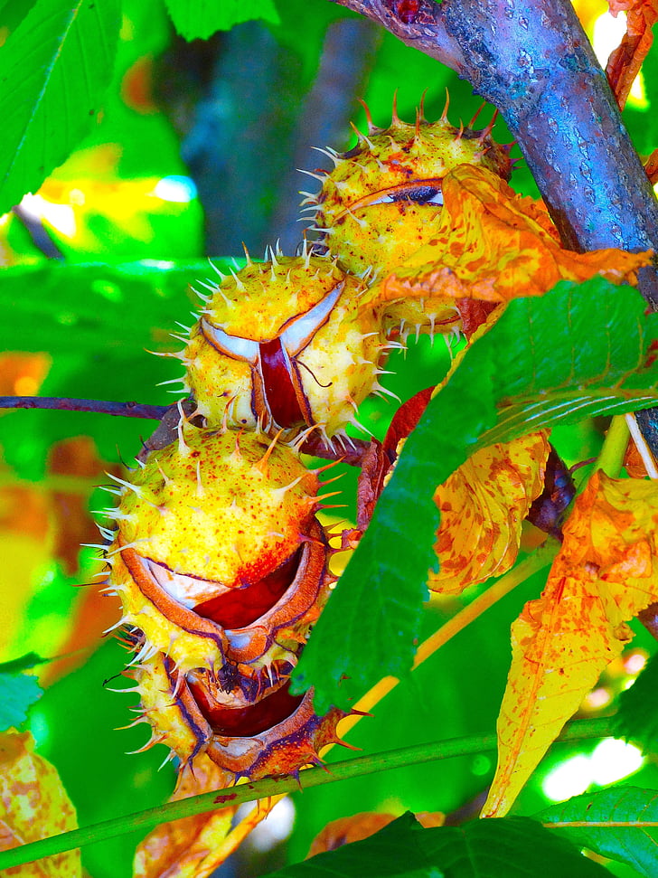 Chestnut, Chestnut tree, kastanjeblade, efterår, efterår farve, løv, stikkende