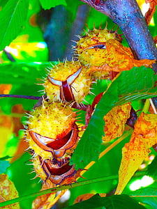 Castanyer, arbre de la castanya, fulles de castanyer, tardor, color de la tardor, fullatge, Espinosa