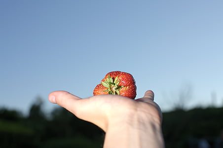 fraise, grande, manger, fruits, légumes, se développer, Bio