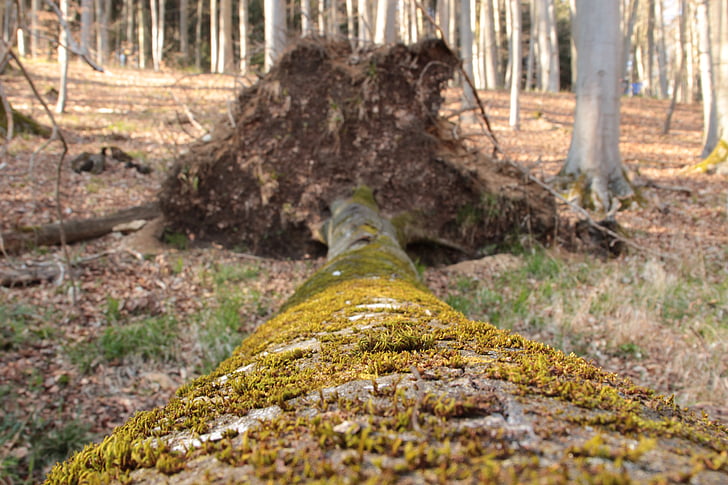 log, moss, nature, trees, forest, landscape, autumn
