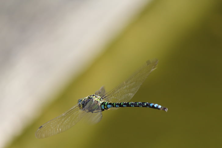 Dragonfly, haven, Dam, bug, makro, natur, sommer