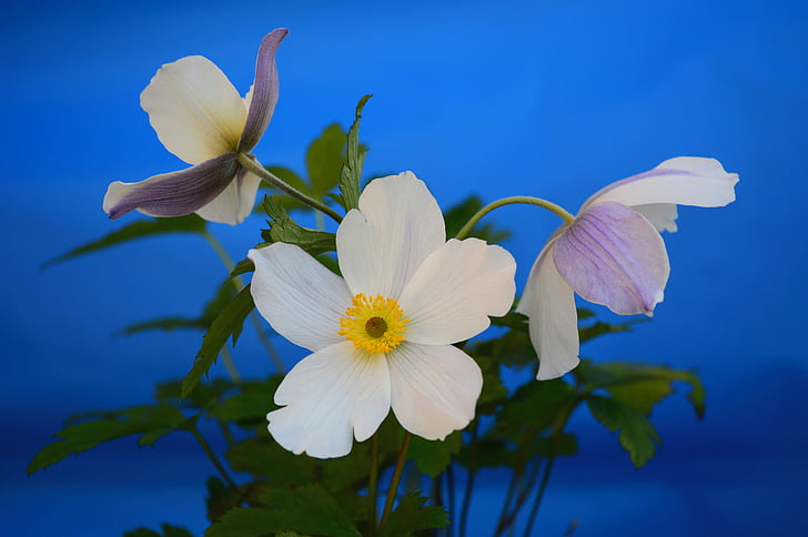 Anemone de, blanc, flor, floral, pètal, planta, natura