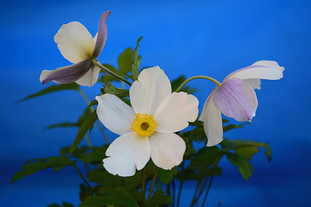 Anemone, бяло, цвете, флорални, венчелистче, растителна, природата