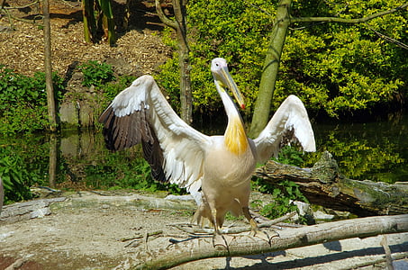 pelikāns, putns, pelecanidae, baltais putns, zooloģiskā dārza lille, skala, spārni
