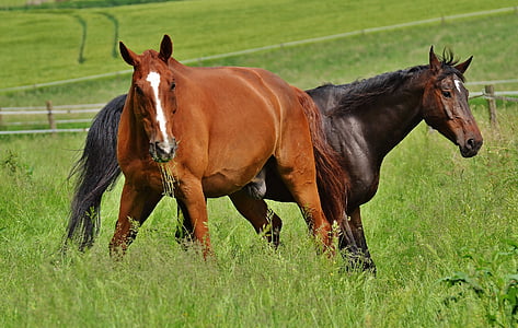 horses, for two, coupling, stallion, eat, paddock, brown